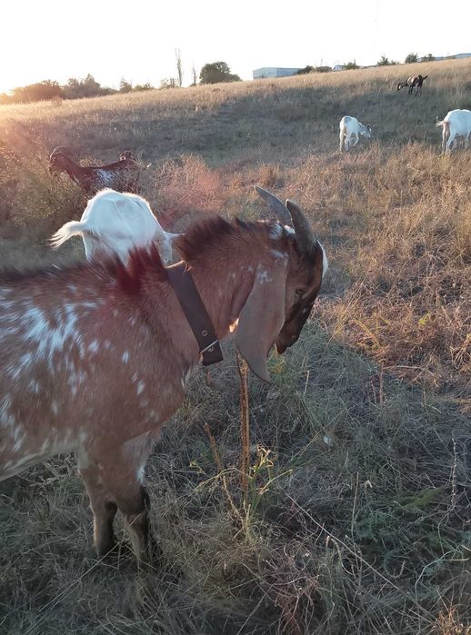 Продам нубійського  козла на плем'я,