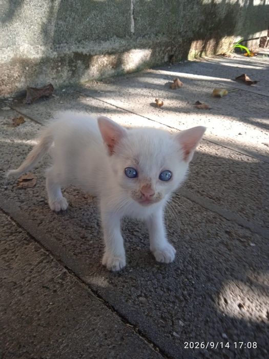 Ofereço Gatinhos bebés