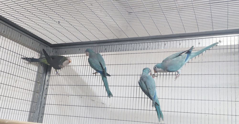 Casal disponível não congénito com toda a decomentacao