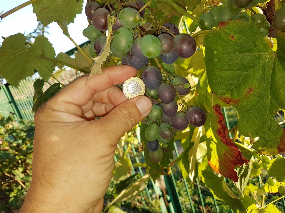 Pyszne winogrono Deserowe-sadzonki.