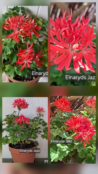 Pelargonia kolekcjonerska