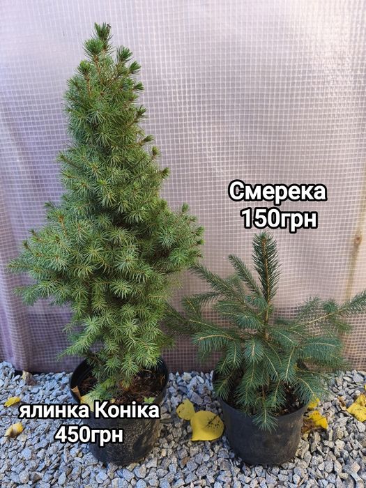 Хвойні рослини з гарною кореневою системою