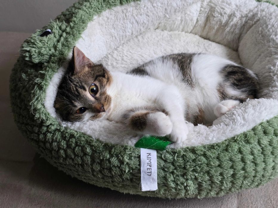 Freya szuka dobrego domku