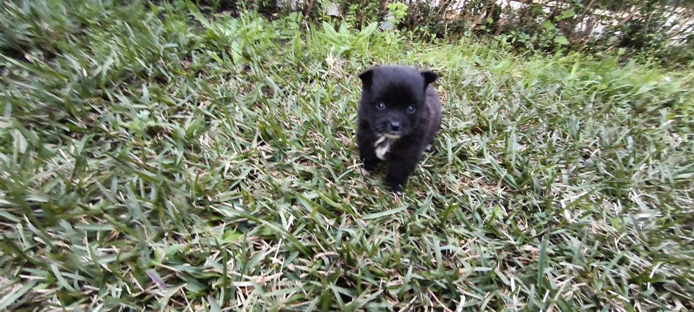 Spitz alemão anão Lulu da Pomerânia hiper miniatura criado em ambiente