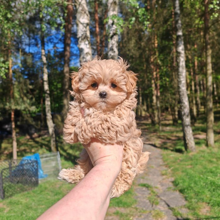Mini maltipoo piesek baby face karmelowy słodziak