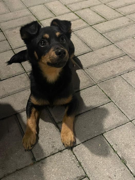 Cão macho pequeno muito carinhoso – adoção urgente