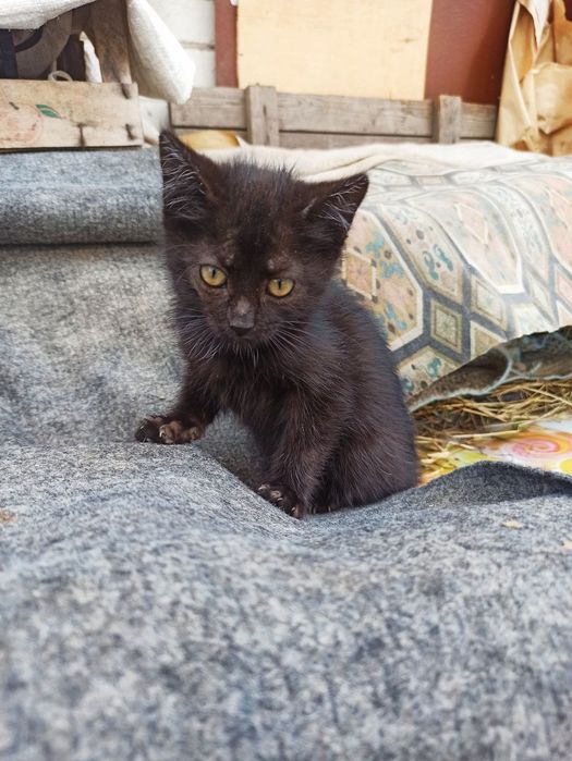 шукаємо добрі руки