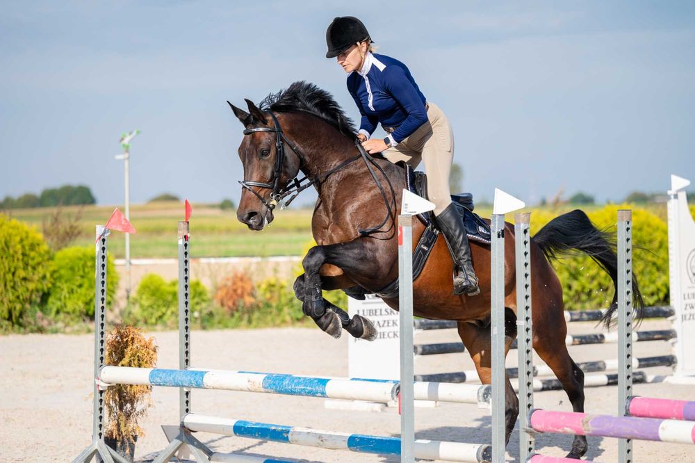 11-letni wałach do ambitnej rekreacji i małego sportu