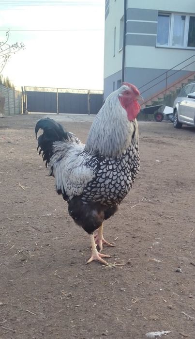 Sprzedam koguty i kaczki francuskie