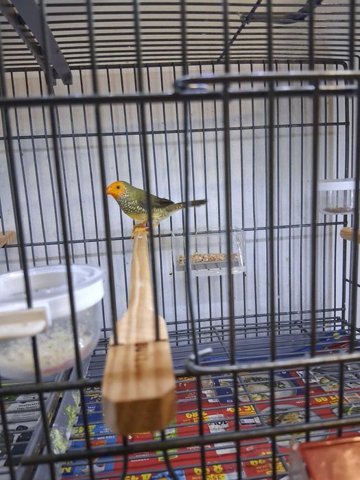 Diamante Estrela