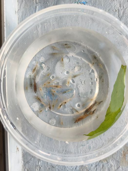 Camarão neocaridina