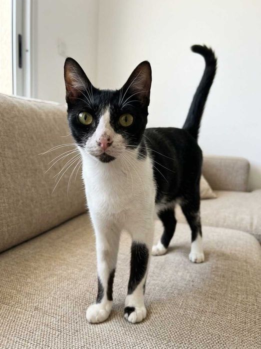 Setúbal e arredores / Margem Sul — MARIA, gatinha para adoção