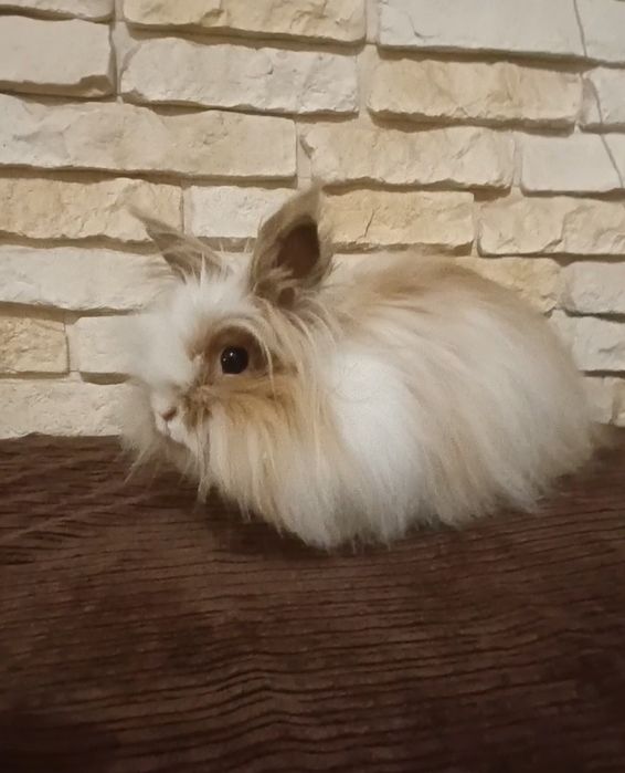 Do adopcji Karzełek Teddy 10 mcy samiczka