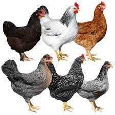 Kury nioski młode z pierwszym jajkiem.Rosa Kolorowe kurki od Hodowcy!!