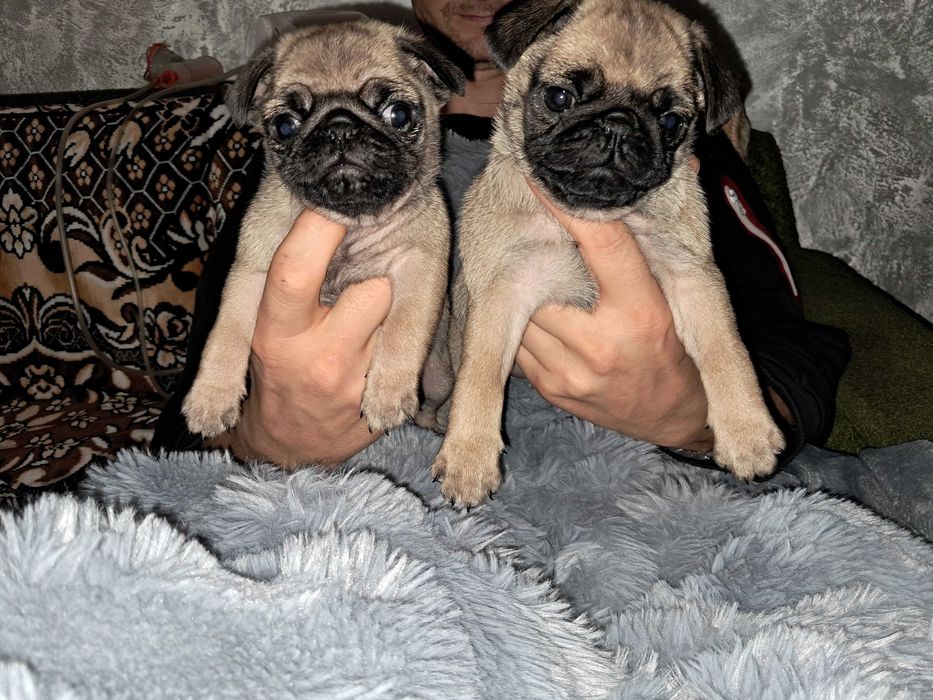 Цуценята породи мопс народжені 17.11.2025року. Хлопчик та дівчинка