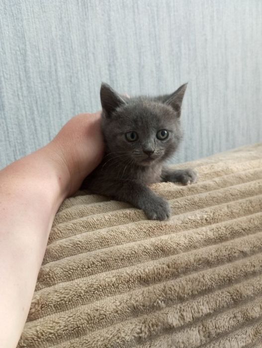 Кошенята маленькі