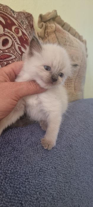 Котята невской маскарадной  мальчишки