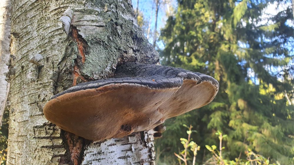Czyreń ogniowy Phellinus igniarius