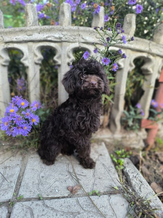 Дуже маленька дівчинка тікап
