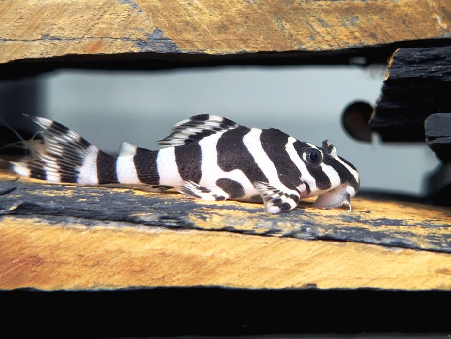 L134 peckoltia compta
