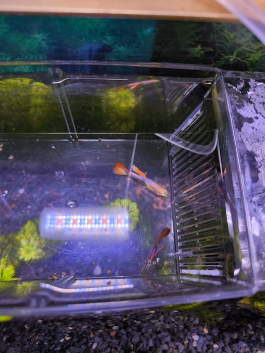 Guppys Bebes Variados