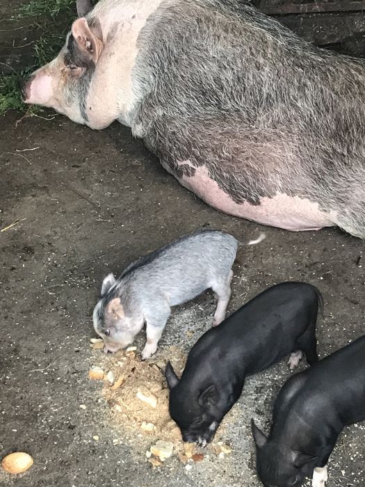 Вьетнамские поросята