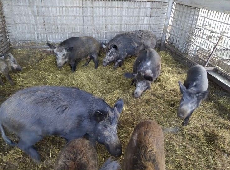 Продам Кабанів різного віку