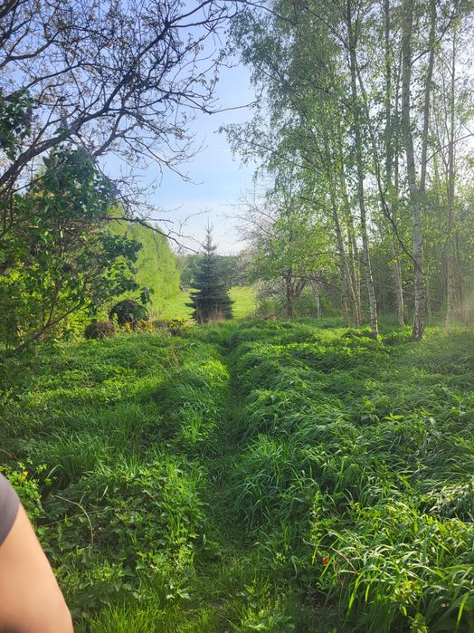 Działka z duszą, starodrzewem i mediami 6038 m2 ( 26 min do centrum ŁODZI )