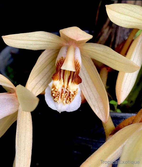 Orquídea de Colar de exterior. Muito perfumada.