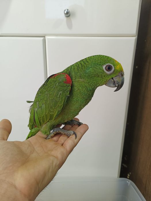 Papagaios amazonas