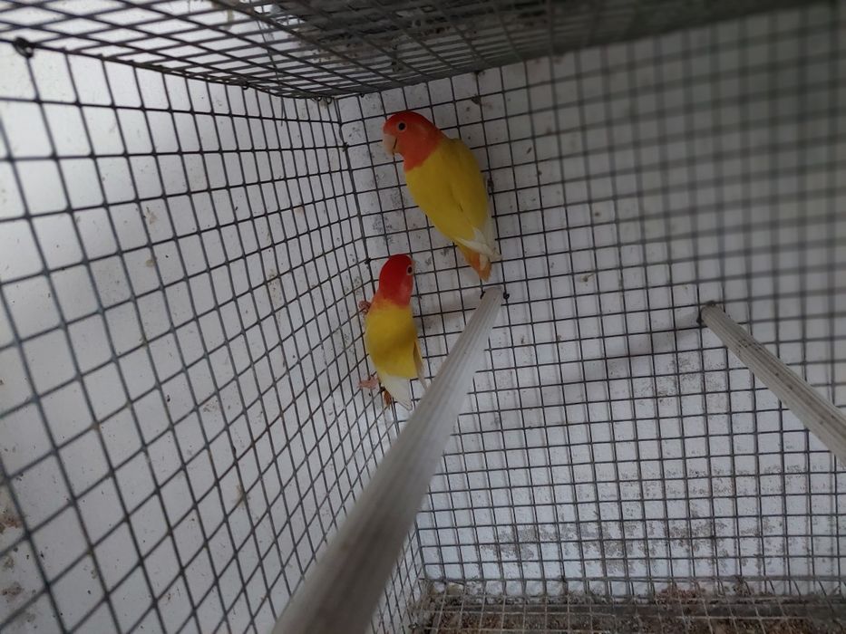 Agaponis rosicollis para acabar de criar a mão