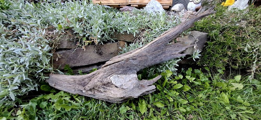 Piękny korzeń z kamieniem do akwarium terrarium