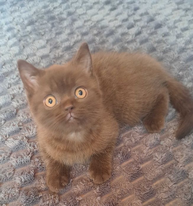 Плюшовий котик шотландської лінії з британськими кровами