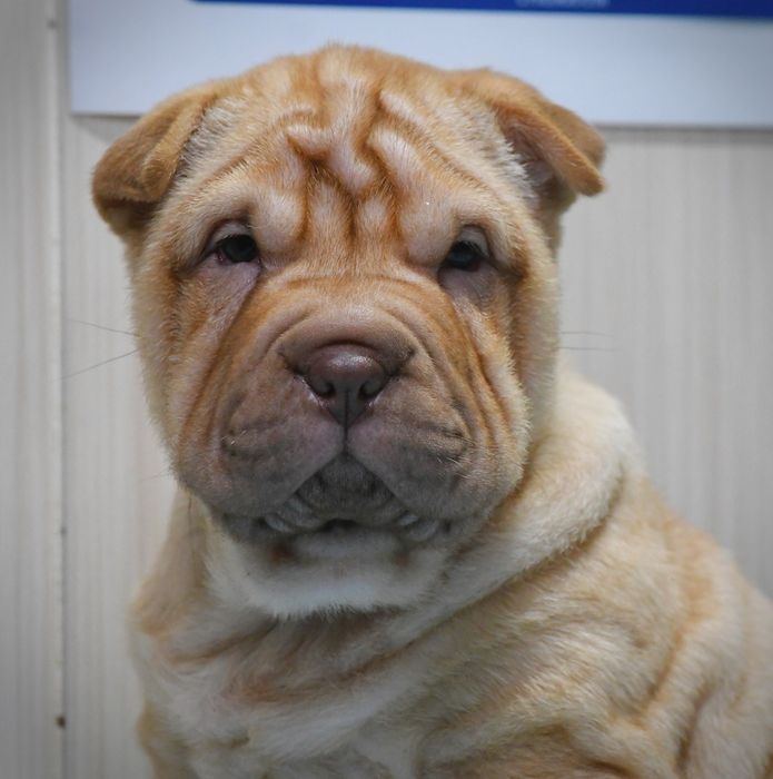 Продаються цуцики породи Шарпей