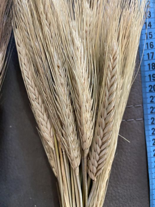 Колоски жита , ячменю , овса  , льону