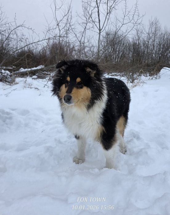 Продається цуценя коллі довгошерстного