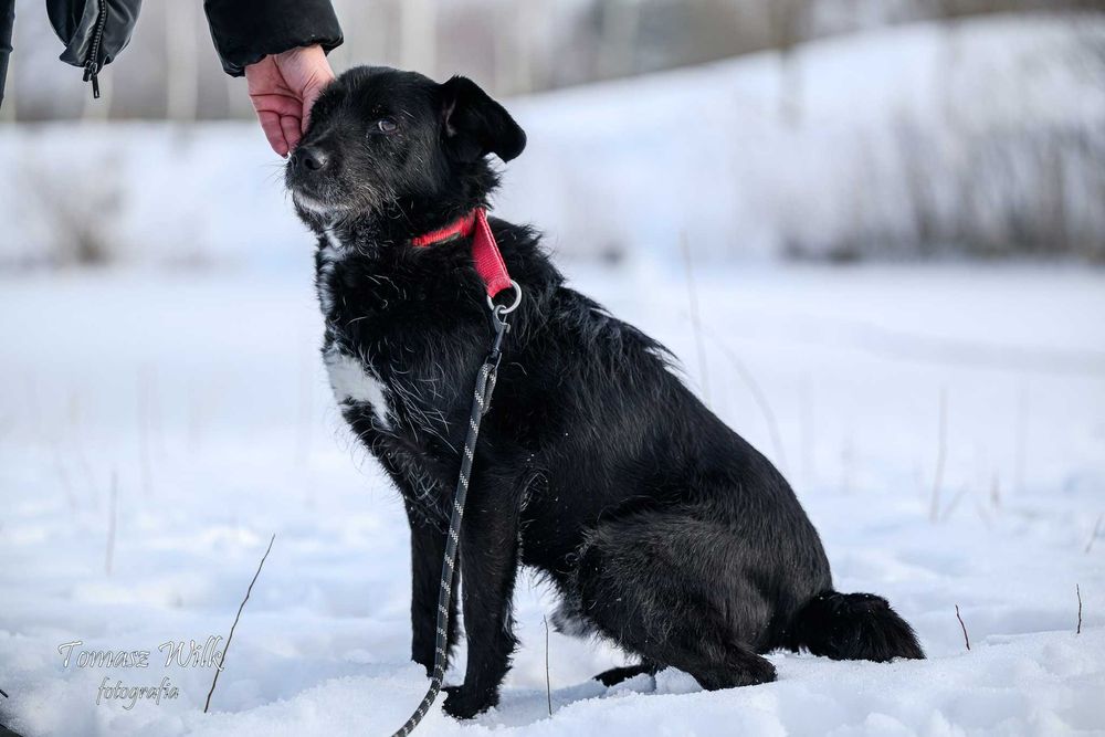 Pewny siebie i wesoły psiak Sanczo czeka na swojego człowieka