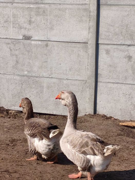 Jaja cholmogory białe i niebieskie