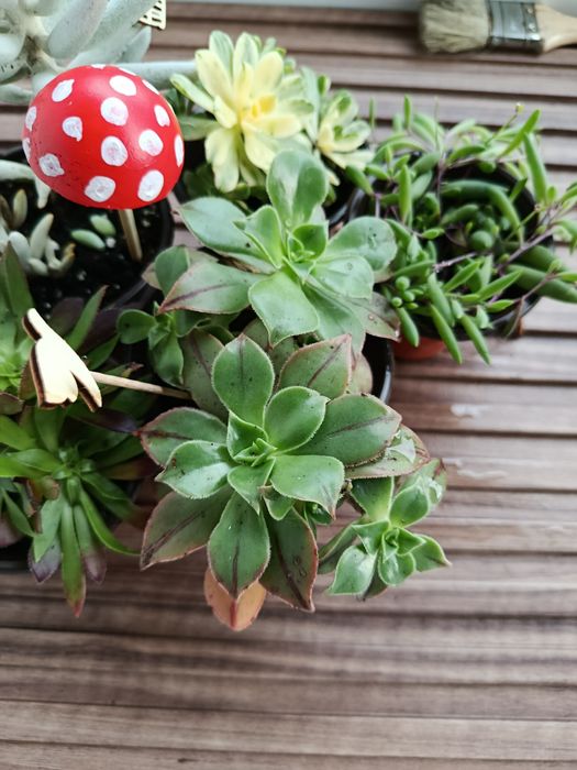 Conjunto de suculentas