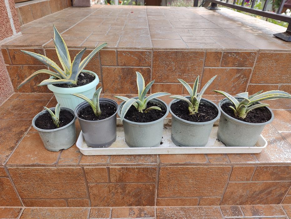 Продам агаву верієгатну.