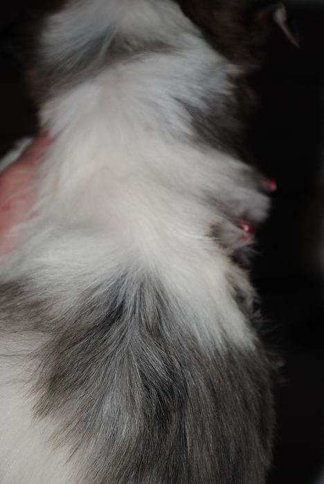 Блубері хлопці з голубим оком