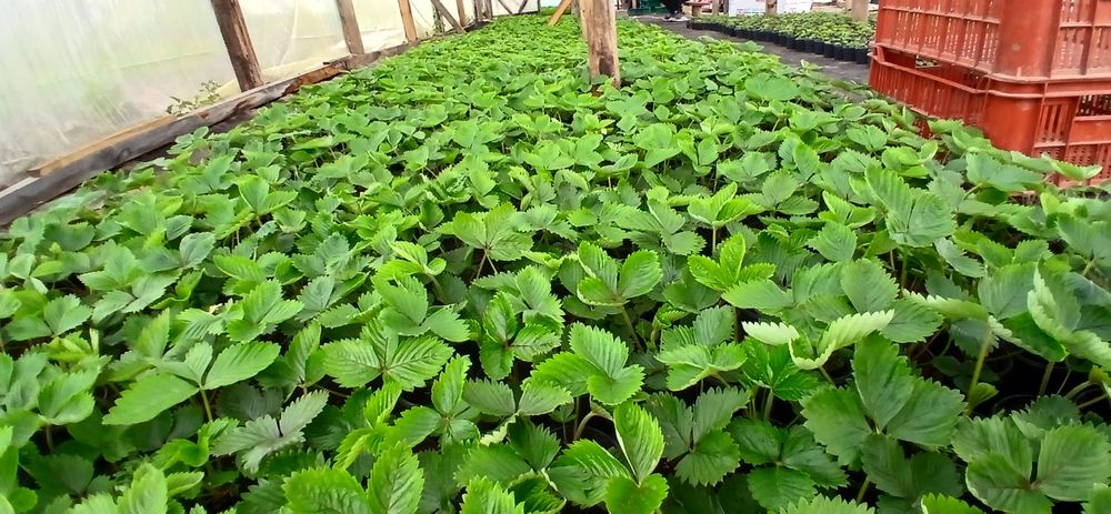 Кущова суниця,ремонтантна