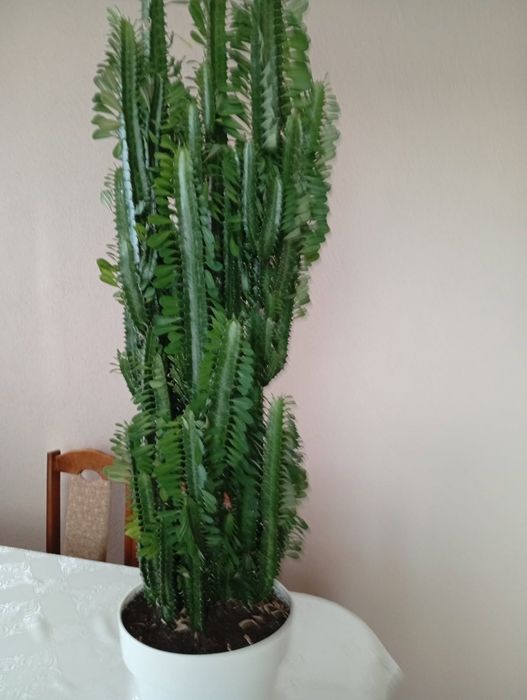 Kwiat doniczkowy Wilczomlecz