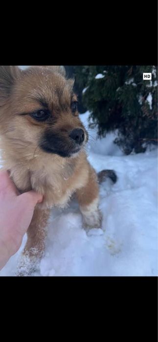 Собачка, в добрі руки.