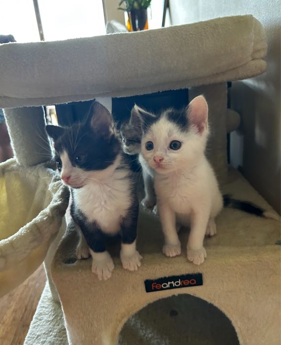Ostoja mruczków kotek Kisiel do adopcji - bialy