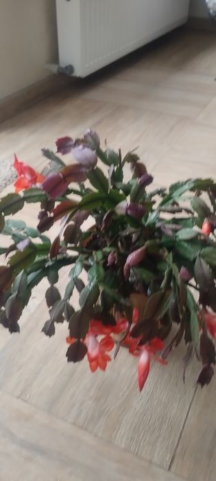 Вазони. Великий вибір.