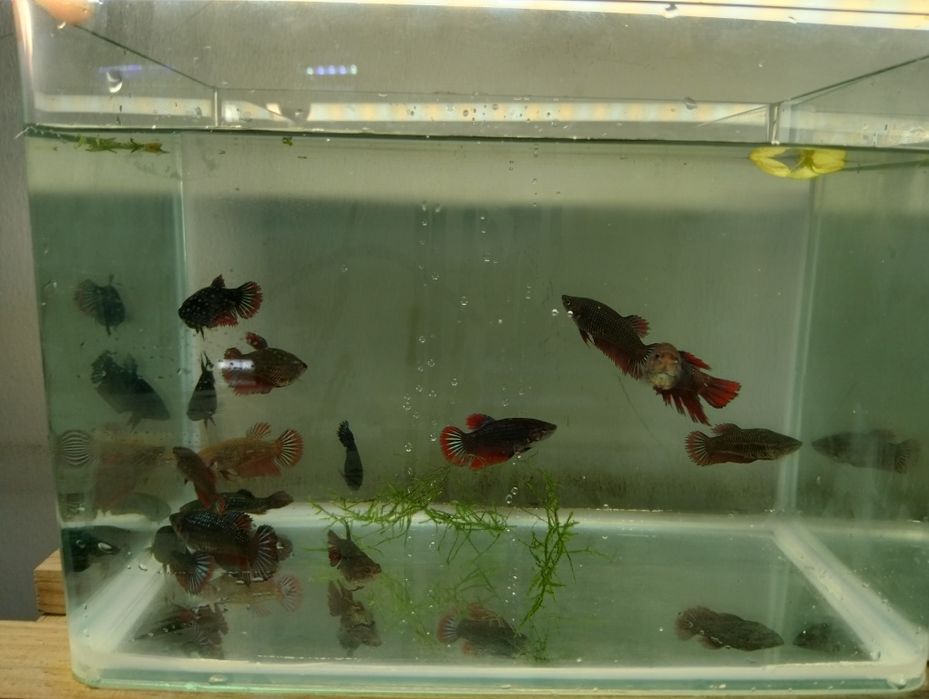 Bettas fêmeas várias cores e padrões