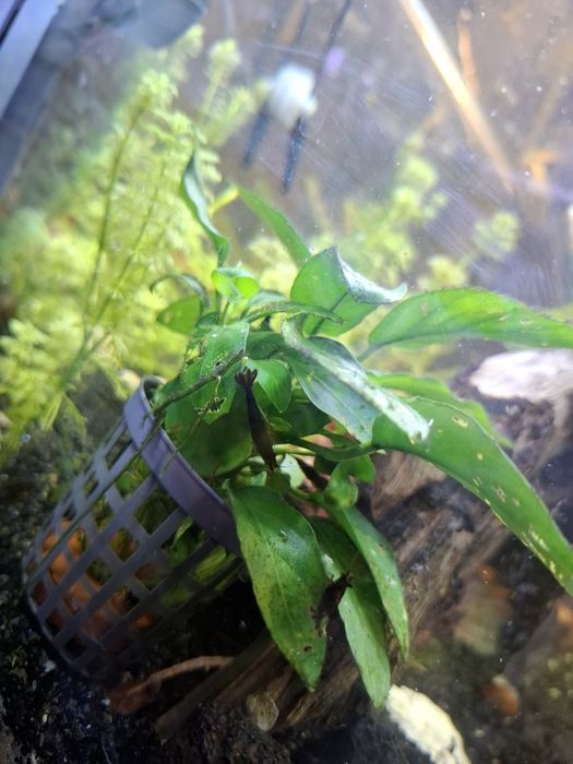 Neocoridina black