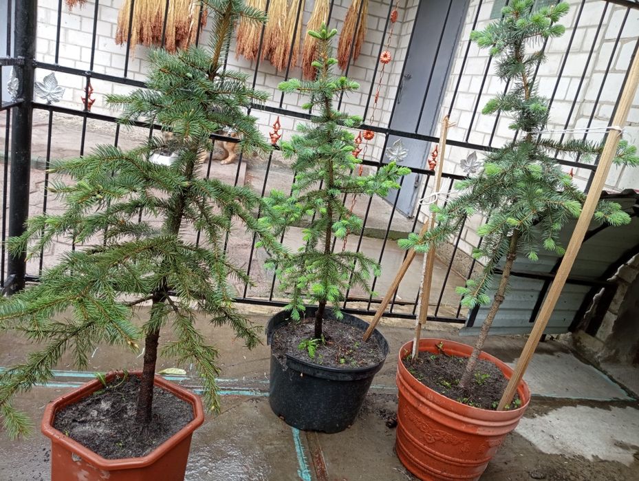 Ялини блакитні в горщиках