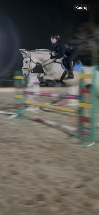 Wałach 2018 do małego sportu